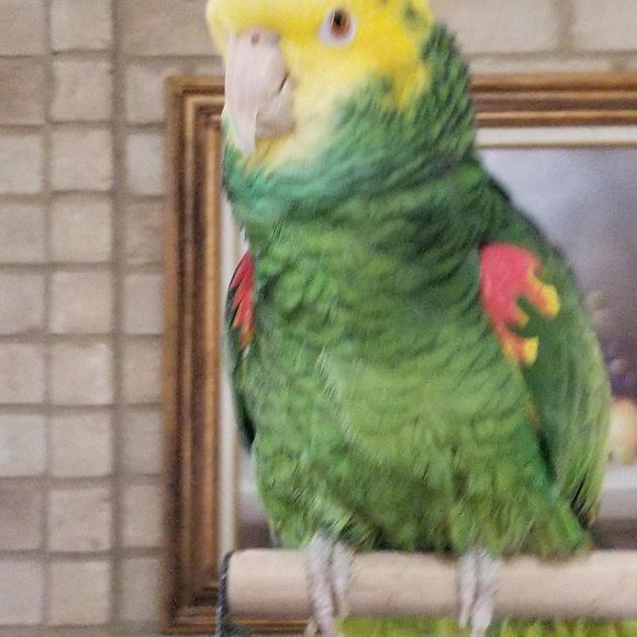 Meet your Posher, Sylvia - Picture 1 of 1